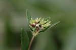 Spotted spurge